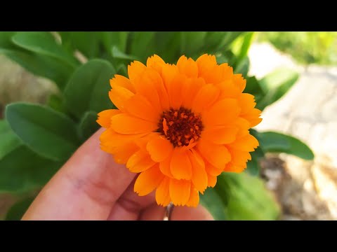Video: Caendula Flower: Calendulas Nasıl Yetiştirilir