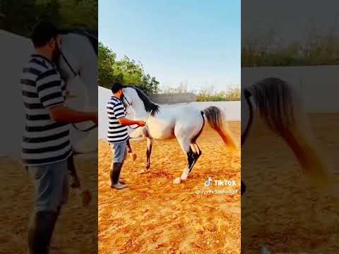 الدنيا غابة عايشين وسط ديابة