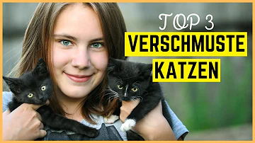 Welche Katzen kuscheln am meisten?