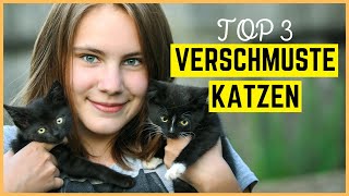 TOP 3 VERSCHMUSTE KATZENRASSEN  Katzen zum Schmusen auf der Couch