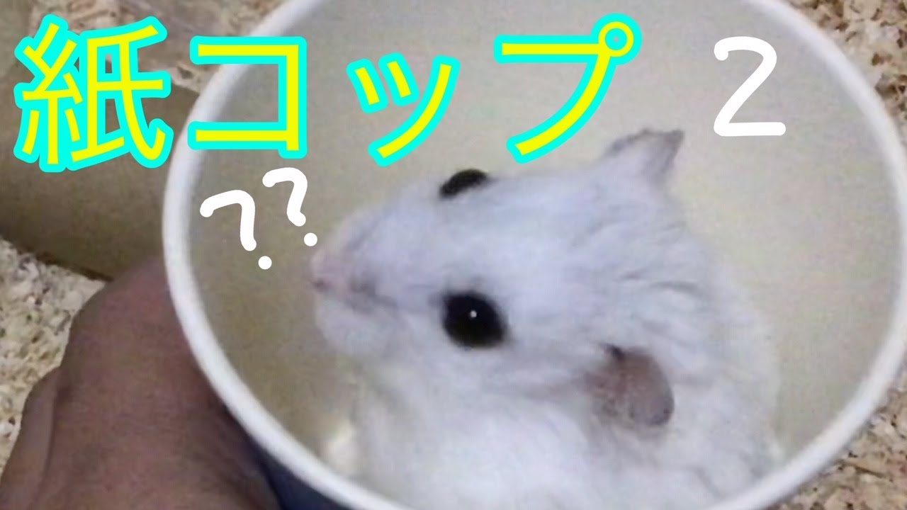ハムスター きょうちゃんのおうちに 紙コップ2 ジャンガリアンハムスター Youtube ハムスター きょうちゃんのおうちに 紙コップ2 ジャンガリアンハムスター Youtube