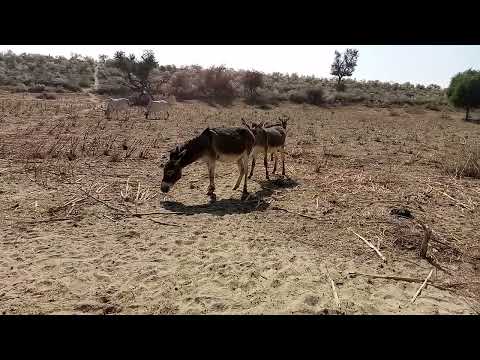 Horse Mating Donkey - #donkey Donkeys Breeding - Animals Mating Compilation 2024