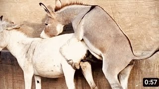 Horse Mating Donkey - #donkey Donkeys Breeding - Animals Mating Compilation 2024