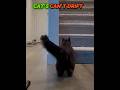 Cats Can't Drift?