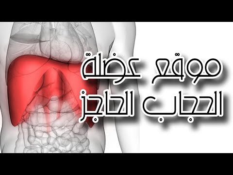 فيديو: ما هي عضلة الحجاب الحاجز؟