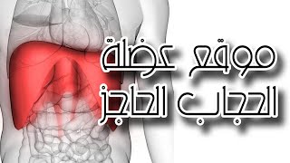 اين توجد عضلة الحجاب الحاجز ؟