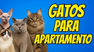7 Melhores Raças De Gatos Para Apartamento