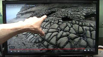 Mudfossil University Youtube