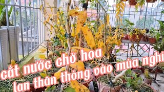 Cắt nước mùa hoa 2024 phi điệp chính thức bước vào mùa nghỉ | phong lan rừng phúc vân