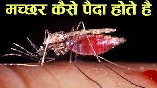 खून चूसकर मच्छर अपनी जनसँख्या कैसे बढ़ाते हैं - how mosquitoes are born