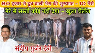 80 हजार से दूध वाली भैस शुरू - मेरे से सस्ती कोई नहीं देगा गारंटी । संदीप गुर्जर 📞 86840-02359