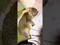 倒れたお母さんを守ろうとする元野良猫の行動に涙… #感動する話 #猫のいる暮らし