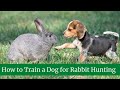 How to Train a Dog for Rabbit Hunting || How to teach a dog to hunt rabbits