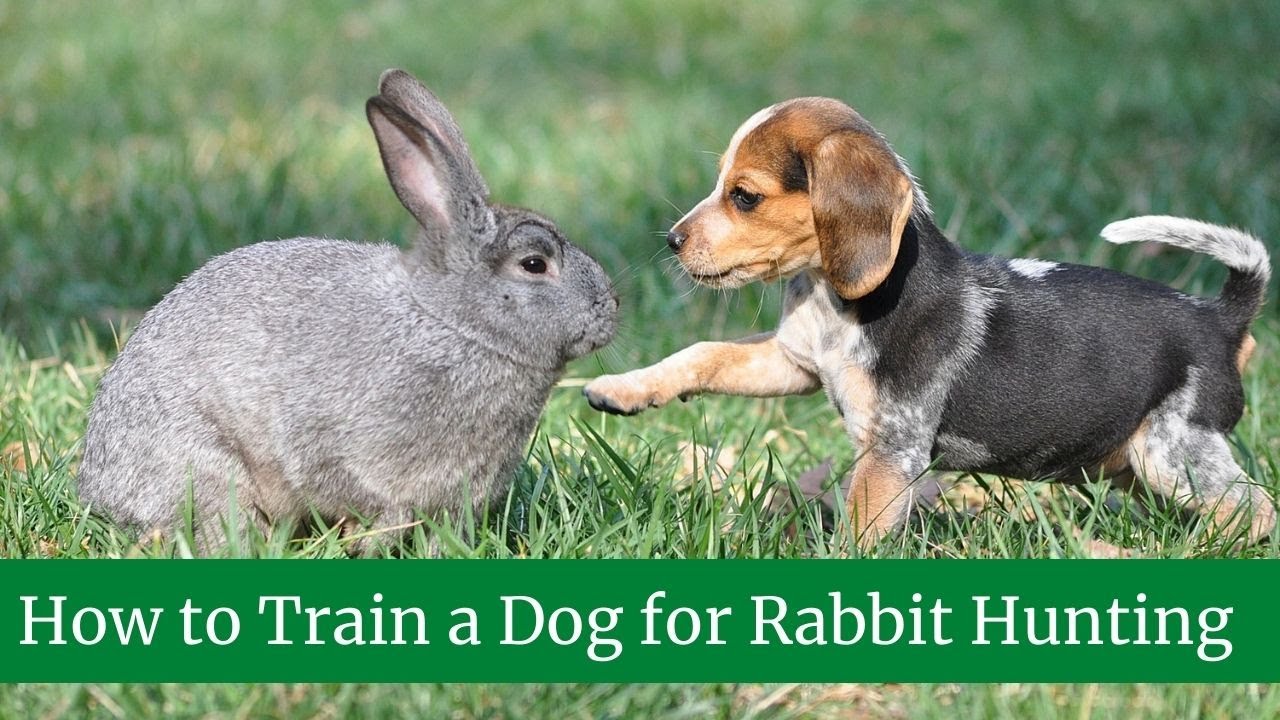 How To Train A Dog For Rabbit Hunting || How To Teach A Dog To Hunt Rabbits