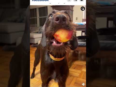 Lana the pudelpointer holds everything! #dog #pudelpointer #birddog #uplandhunting #dogtraining