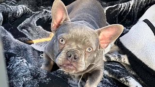 Man’s Mini French Bulldog Stolen at Gunpoint in Front of School
