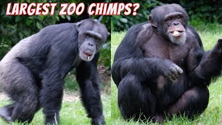 Are These the Worlds Largest Zoo Chimps ?