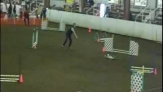 Zoey the Cardigan Corgi runs AKC Open Jumpers course screenshot 5