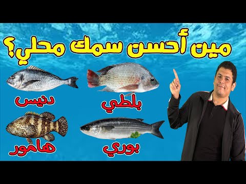 أسرار أحسن سمك محلي رخيص