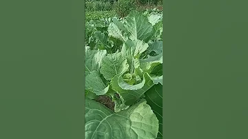Organic Sukuma Wiki Kale Upclose Kale Sukuma Vegetables Organic 