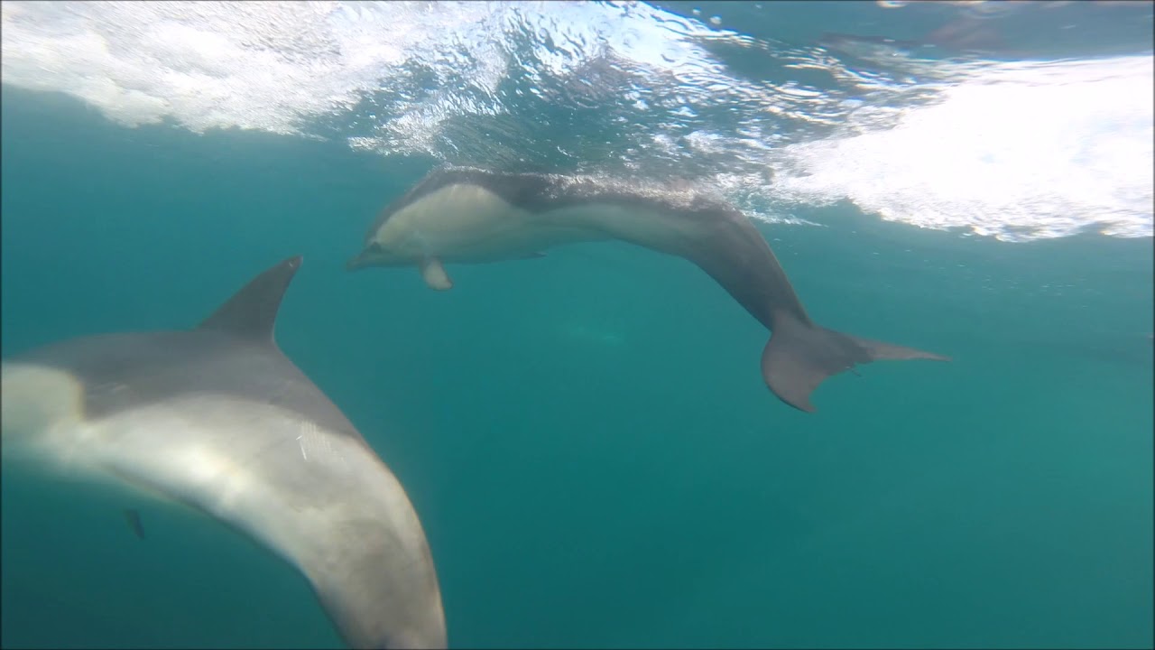 Invasão de Golfinhos na Ilha da Berlenga