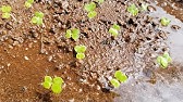 How To Save Bok Choy Seeds