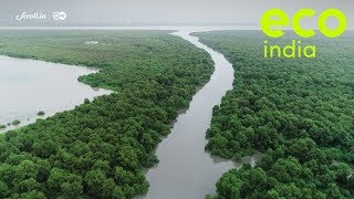 Eco India: Over 1,000 hectares of Mumbai's mangroves are fiercely guarded by a fishing community