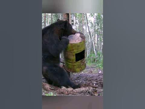 Медведь и бочка. Продолжение... - YouTube