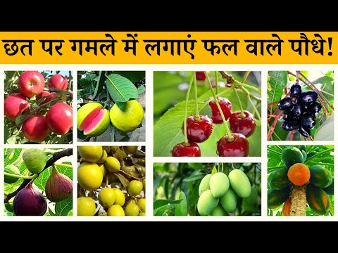 छत पर गमले में लगाएं फल वाले पौधे! Best Fruit Plants To Grow In Pots In India // Terrace & Gardening