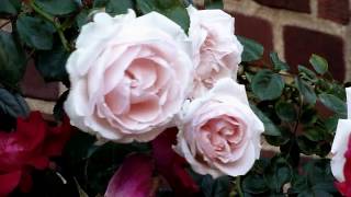 "Le Vie En  Rose" Louis Armstrong