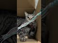นอน เล่น in box