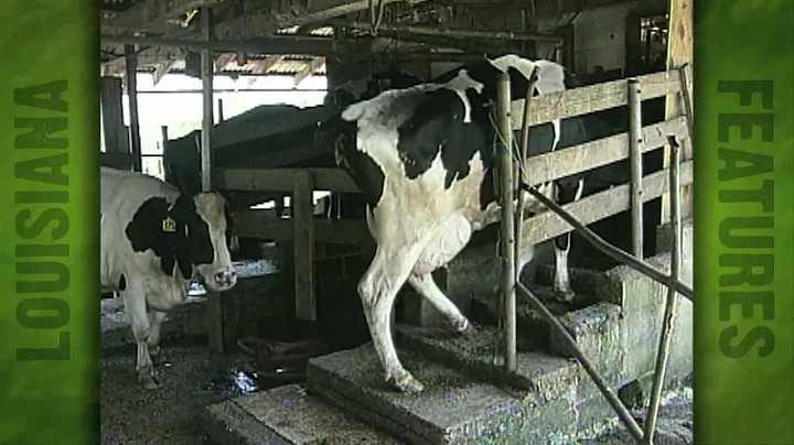 Dairy Farm of Eugene Robertson (2000)
