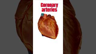 Coronary Arteries of Heart | 3D Anatomy #heartanatomy #coronary #anatomy #humanheart #neet #3d