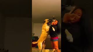 Zeus playing with my daughter ‍♀ #bigdog #dog #mastiff #englishmastiff #funny #canecorso #yt