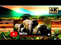 Долина слонов / Elephant Valley | 4K |