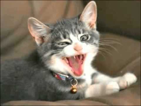 Funny Moment Cats In The World Episode Angry Cats Funny Moment Cats In The World Episode Angry Cats