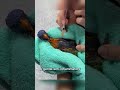 The Rainbow Lorikeet Who Found a New Family ।#shorts #wildliferescue