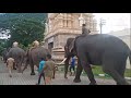 Dasara Elephant Procession_Rehearsal.