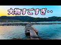 大物がすごい!由良海釣り公園の魅力を徹底紹介!!