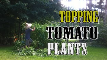 Topping & Trimming Tomato Plants- Grow MORE Tomatoes!