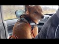 珍しくしゃべる犬（雑種犬）