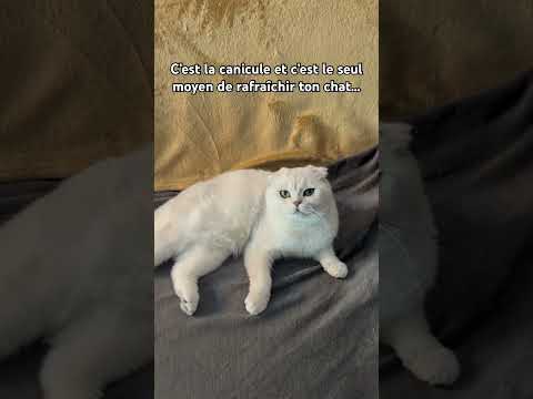 Comment je rafraîchis mon chat pendant la canicule
