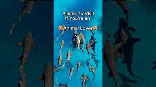Best Travel Destinations For Animal Lovers 🐾✈️