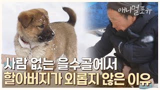 새하얀 겨울이 내려앉은 해발 800m, 할아버지와 강아지들만의 산중 낙원  | KBS 단짝 220225 방송