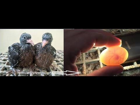 15 Günlük Yavrusu Olan Güvercin Neden Yumurtlar ve Yavru Güvercin Bakımı