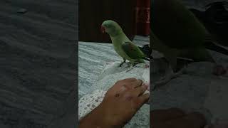 Talking parrot viral?