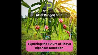 AI in Agriculture 009: Exploring the Future of Pitaya Ripeness Detection