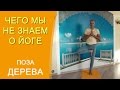 Поза дерева. Врикшасана - техника выполнения в деталях. Чего мы не знаем о йоге!