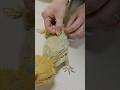 脱皮のお手伝い【しっぽ】