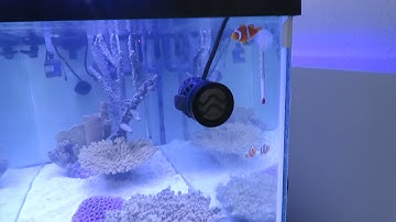 Reef Aquarium Build Part 9 Circulation